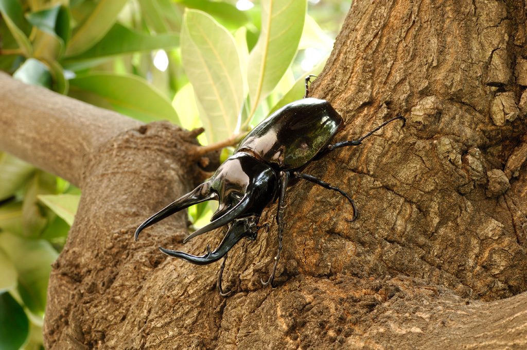 コーカサスオオカブト/『ファーブルに学ぶ！体感する昆虫展TOKYO』東京ドームシティ Gallery AaMo（ 東京都/文京区）