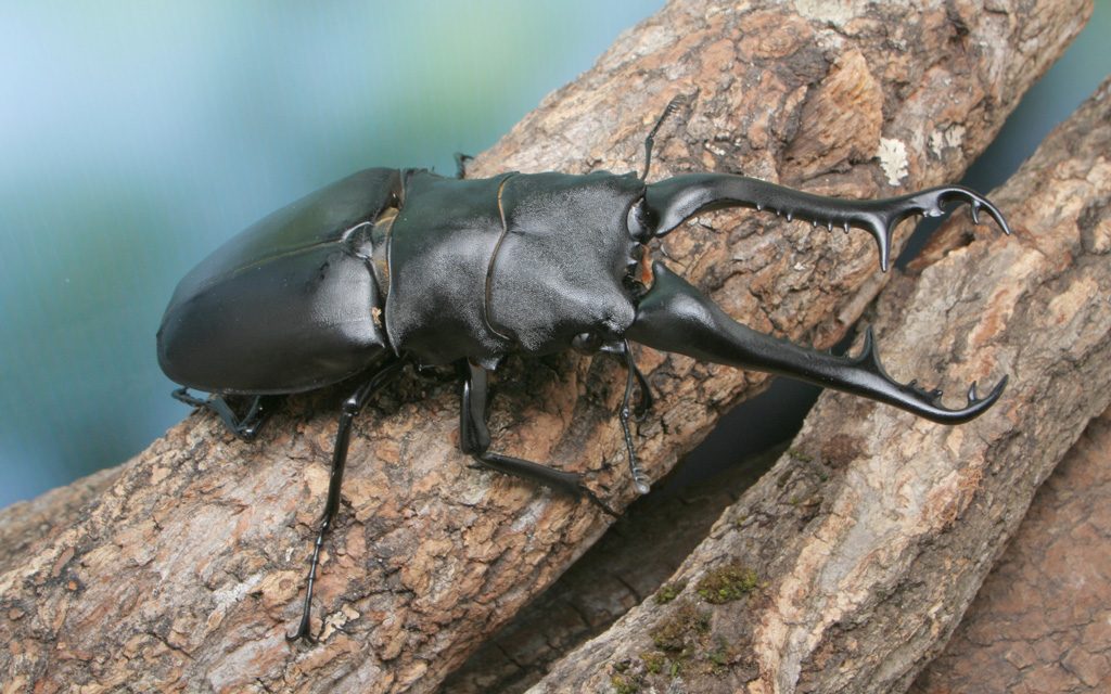 ギラファノコギリクワガタ/『ファーブルに学ぶ！体感する昆虫展TOKYO』東京ドームシティ Gallery AaMo（ 東京都/文京区）