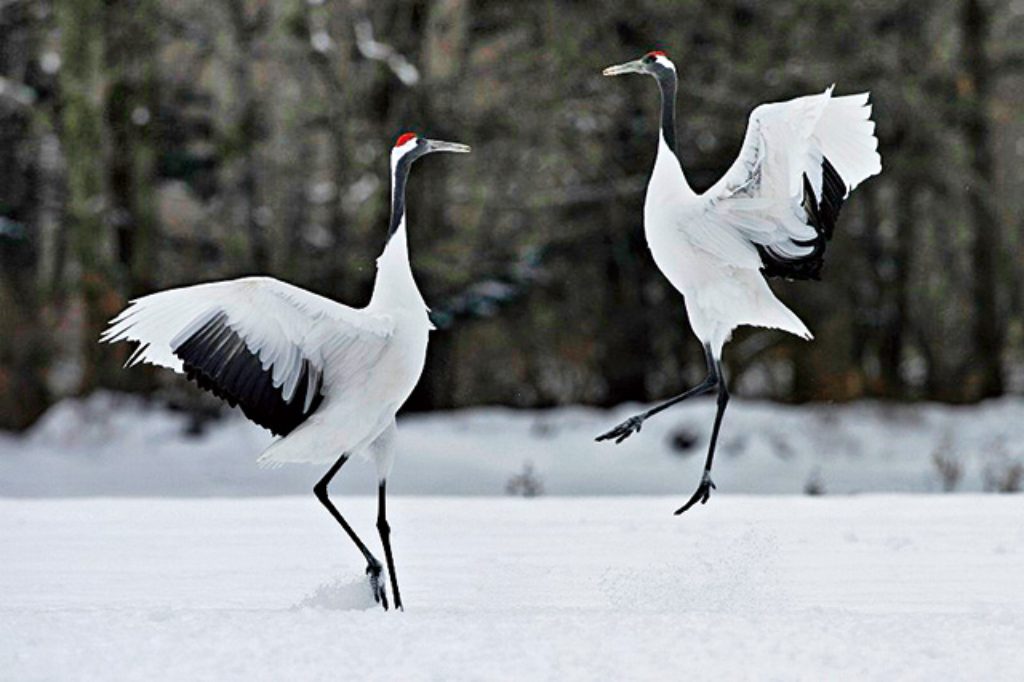 タンチョウに出会える！キャンプ場も併設の道の駅 阿寒丹頂の里を遊びつくそう