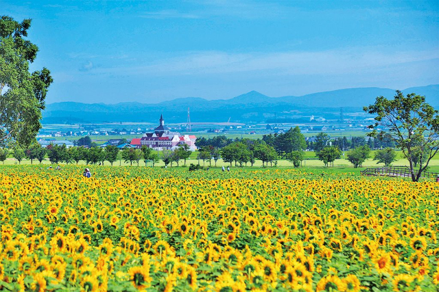北竜町ひまわりの里(北海道/北竜町)
