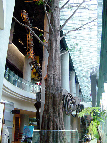 ヌオエロサウルスの骨格/ミュージアムパーク茨城県自然博物館（坂東市）