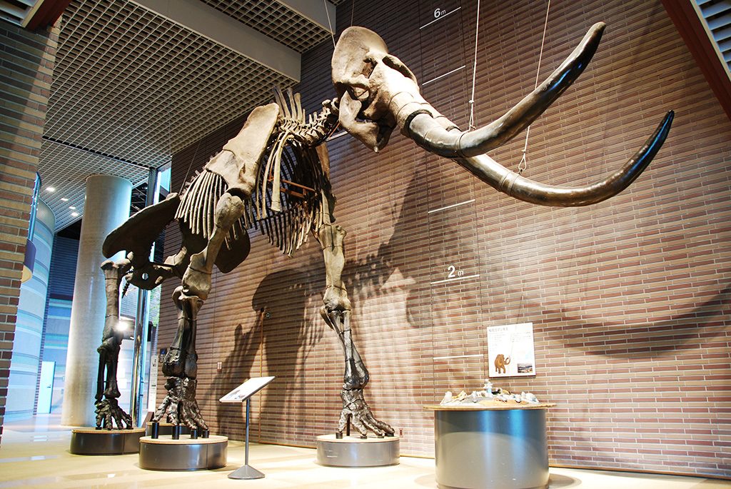 松花江マンモスの全身骨格/ミュージアムパーク茨城県自然博物館（坂東市）