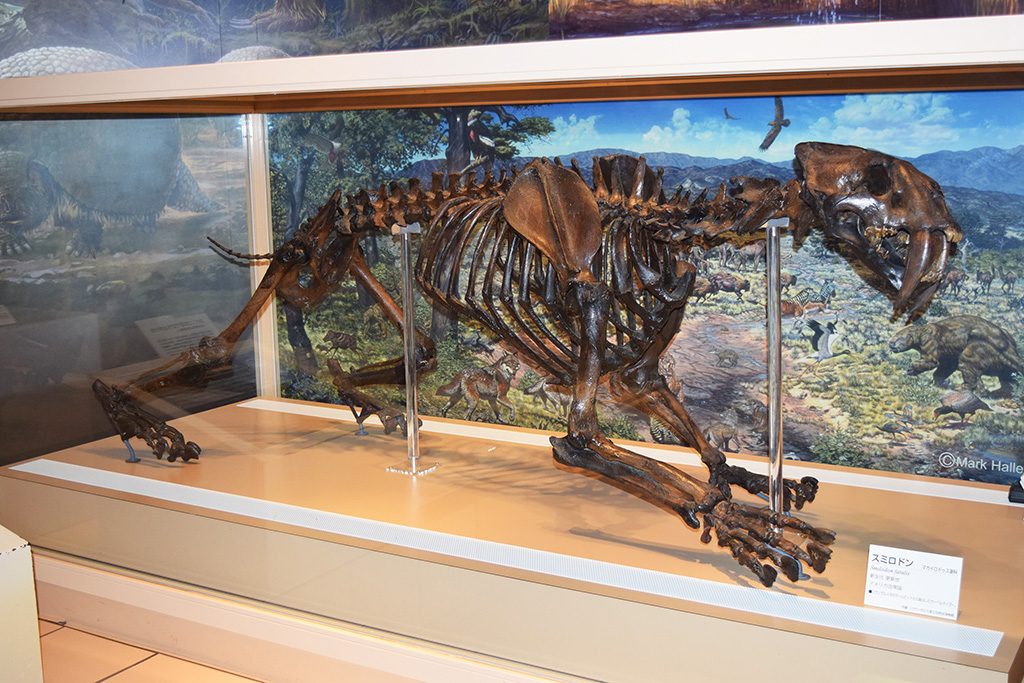 サーベルタイガーの全身骨格/ミュージアムパーク茨城県自然博物館（坂東市）