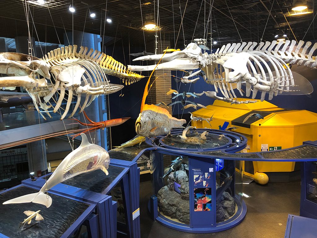 第3展示室「自然のしくみ」/ミュージアムパーク茨城県自然博物館（坂東市）