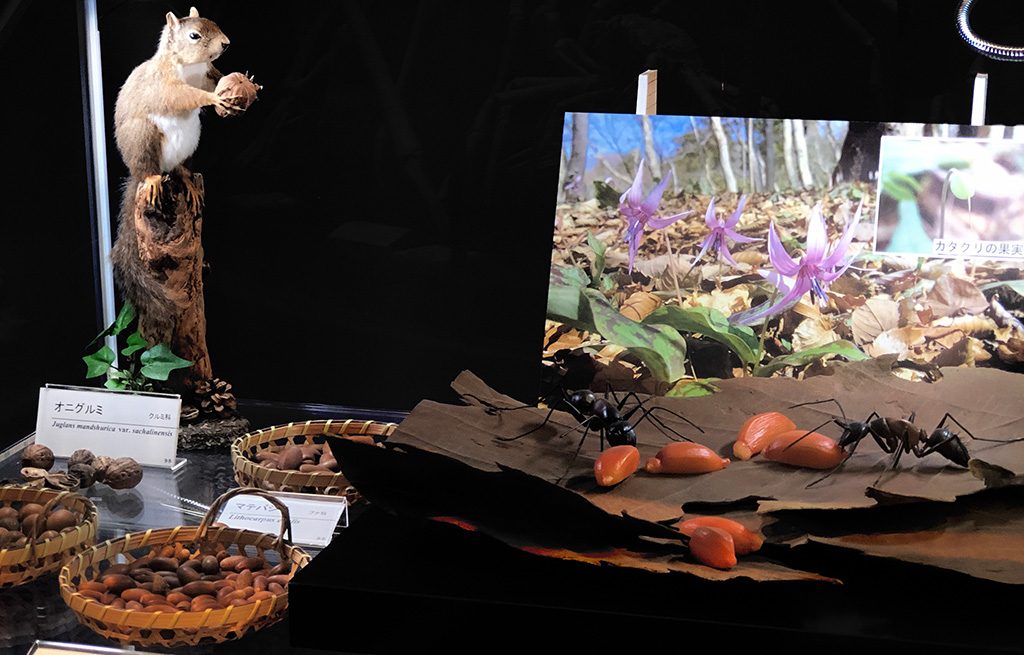 第4展示室「生命のしくみ」/ミュージアムパーク茨城県自然博物館（坂東市）