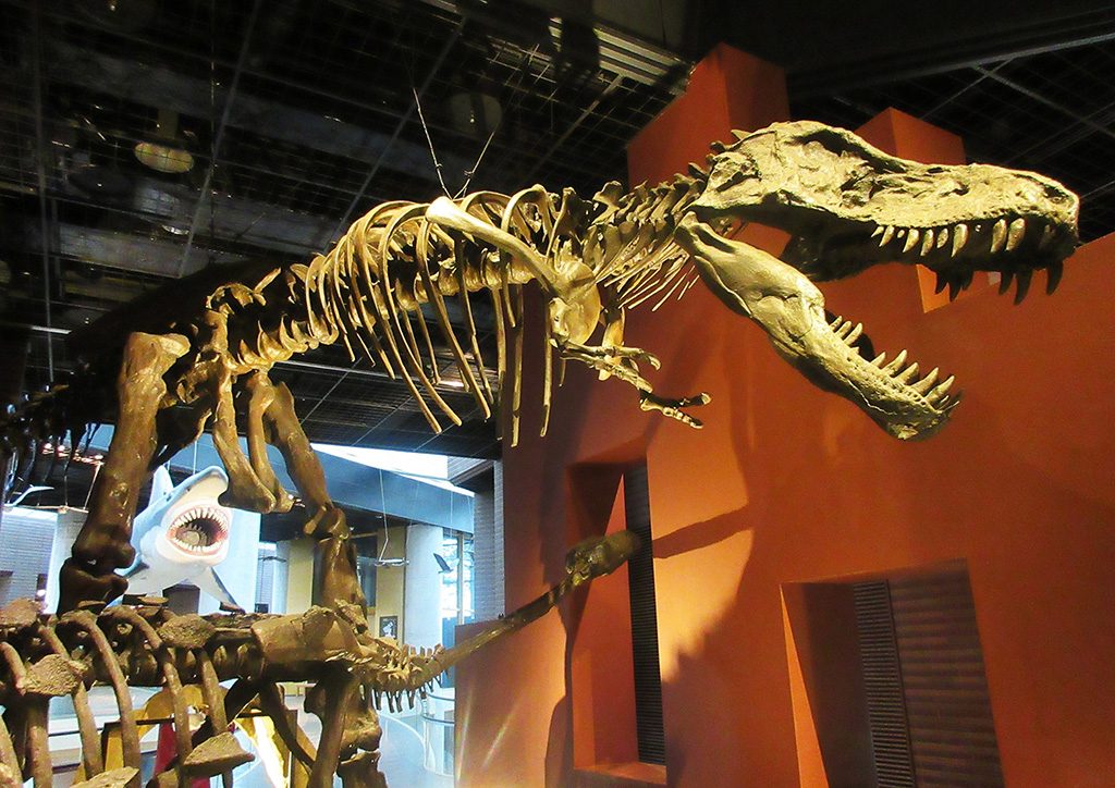恐竜の全身骨格/ミュージアムパーク茨城県自然博物館（坂東市）