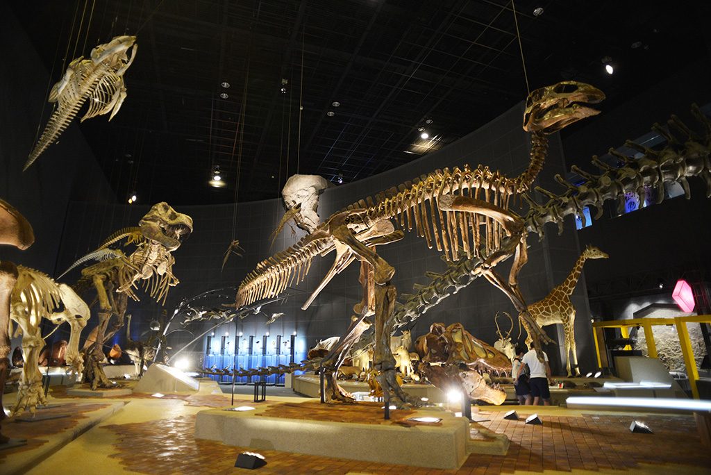 エドモントサウルスの全身骨格/神奈川県立生命の星・地球博物館(小田原市)