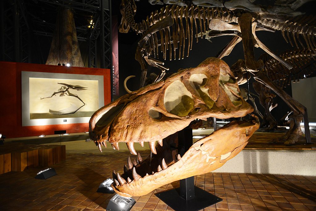 ティラノサウルスの頭部分の骨格/神奈川県立生命の星・地球博物館(小田原市)