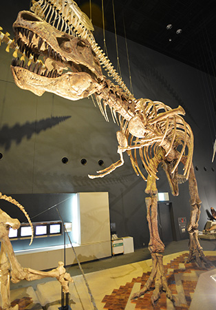 ティラノサウルスの全身骨格/神奈川県立生命の星・地球博物館(小田原市)