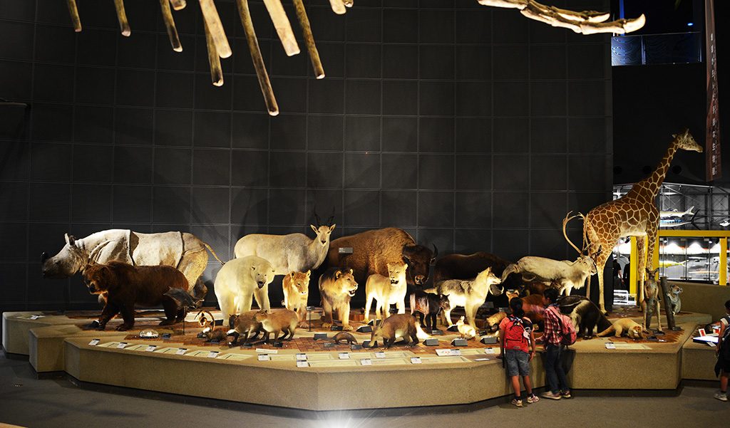 哺乳類の展示/神奈川県立生命の星・地球博物館(小田原市)