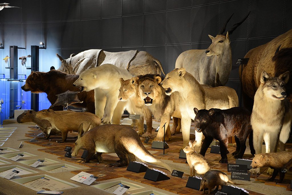 哺乳類の実物大の剥製/神奈川県立生命の星・地球博物館(小田原市)