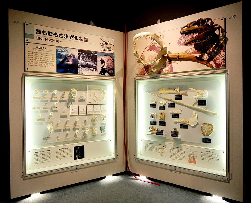 恐竜の歯の解説/神奈川県立生命の星・地球博物館(小田原市)