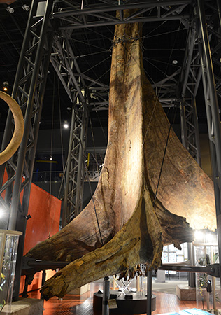 「被子植物の世界」コーナー/神奈川県立生命の星・地球博物館(小田原市)