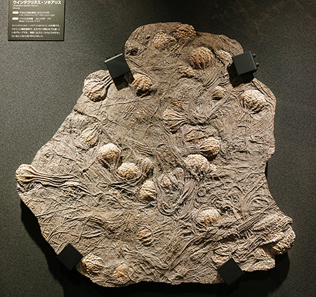 ウインタクリヌス・ソキアリスの化石/神奈川県立生命の星・地球博物館(小田原市)