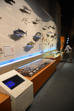 「相模湾に生きる」コーナー/神奈川県立生命の星・地球博物館(小田原市)