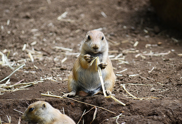 プレーリードッグ/江戸川区自然動物園（東京都）