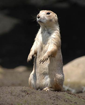 プレーリードッグ/江戸川区自然動物園（東京都）