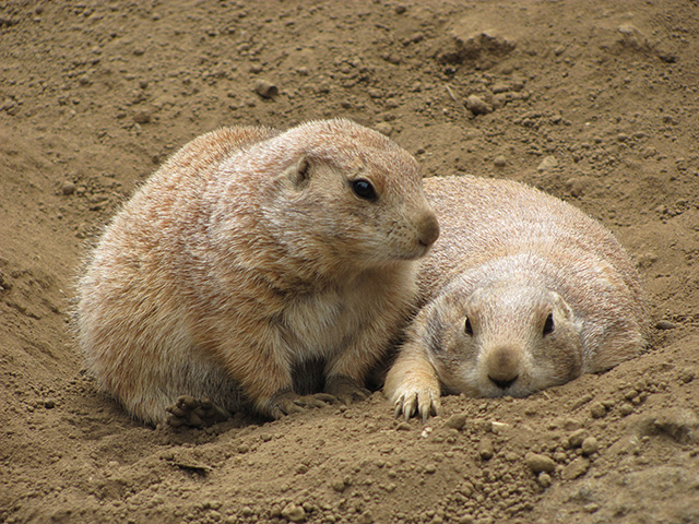 プレーリードッグ/江戸川区自然動物園（東京都）
