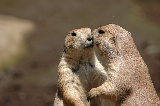 プレーリードッグ/江戸川区自然動物園（東京都）