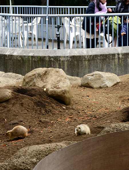 プレーリードッグ/江戸川区自然動物園（東京都）