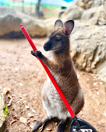 ベネットアカクビワラビーの「ぽんず」/江戸川区自然動物園（東京都）