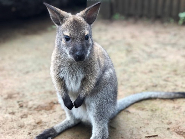 ベネットアカクビワラビーのメス「おかゆ」/江戸川区自然動物園（東京都）