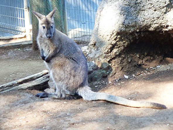 ベネットアカクビワラビーの「タキ」/江戸川区自然動物園（東京都）