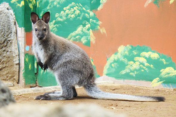 ベネットアカクビワラビーのメス「ゆうき」/江戸川区自然動物園（東京都）