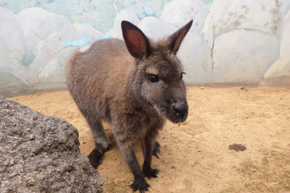 ベネットアカクビワラビーの「くるみ」/江戸川区自然動物園（東京都）