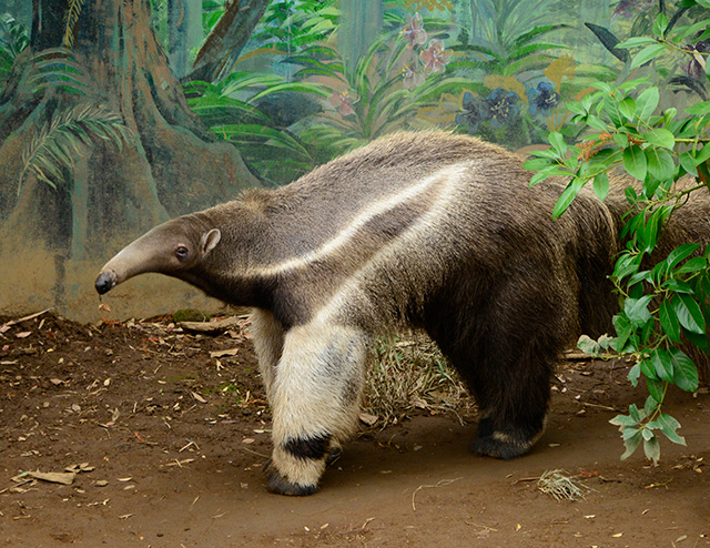オオアリクイのオス「アニモ」/江戸川区自然動物園（東京都）