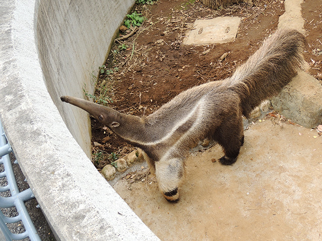 オオアリクイのオス「アニモ」/江戸川区自然動物園（東京都）