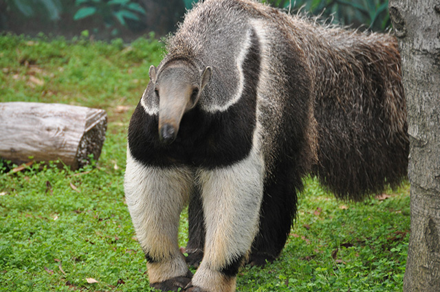 オオアリクイのオス「アニモ」/江戸川区自然動物園（東京都）
