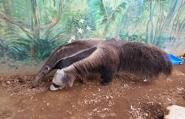 オオアリクイのメス「アイチ」/江戸川区自然動物園（東京都）