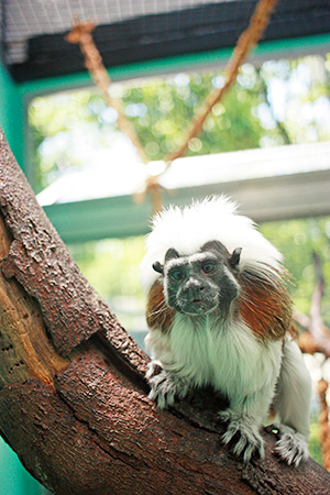 ワタボウシタマリンのメス「アン」/江戸川区自然動物園（東京都）