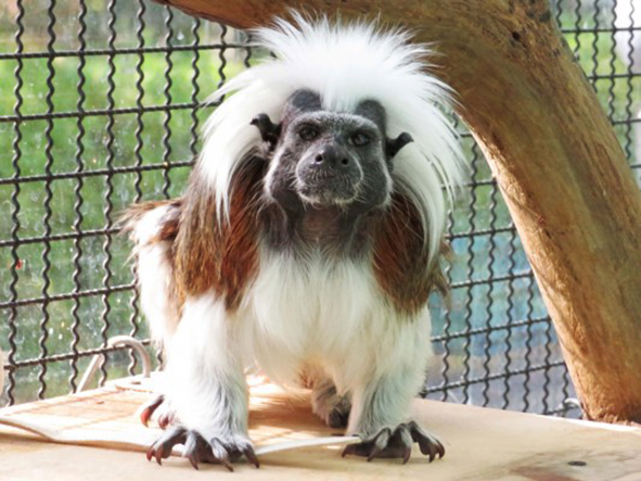 ワタボウシタマリンのメス「コニ」/江戸川区自然動物園（東京都）