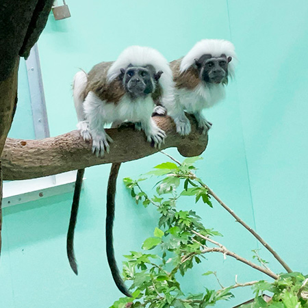 ワタボウシタマリンのオス「ロン」とメス「ベル」/江戸川区自然動物園（東京都）