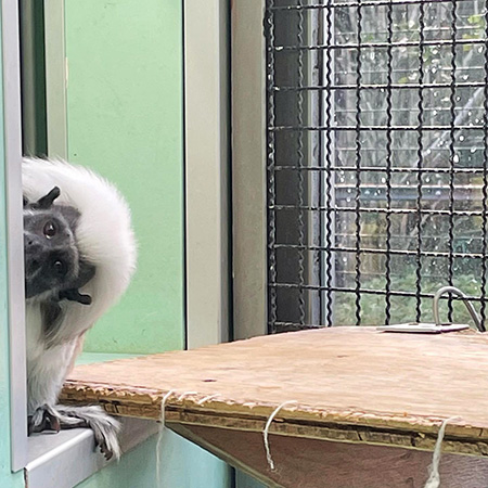 ワタボウシタマリン/江戸川区自然動物園（東京都）
