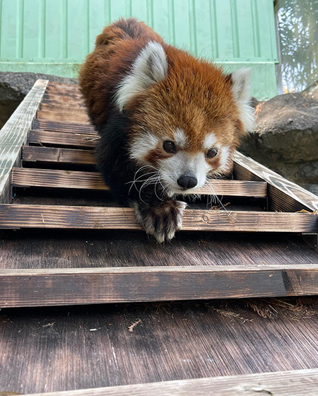 レッサーパンダ「ユウユウ/江戸川区自然動物園（東京都）