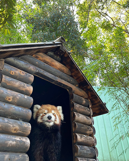 レッサーパンダ「ユウユウ/江戸川区自然動物園（東京都）