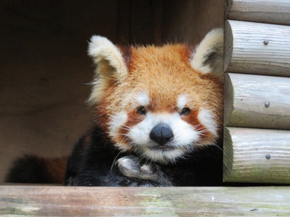 レッサーパンダ「ブナ」/江戸川区自然動物園（東京都）