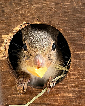 ニホンリス/江戸川区自然動物園（東京都）