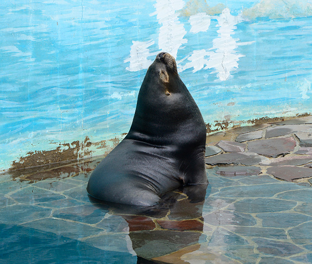 オタリア/江戸川区自然動物園（東京都）