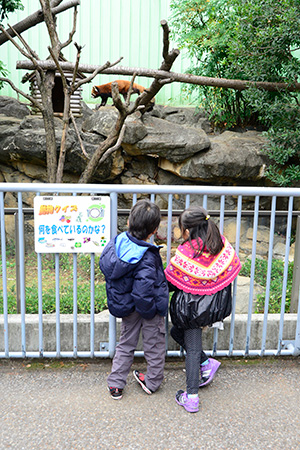 レッサーパンダ「動物クイズ」/江戸川区自然動物園（東京都）
