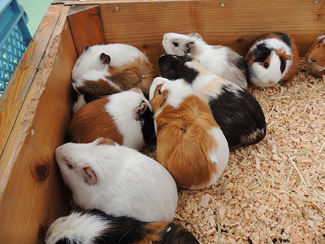 「ふれあいコーナー」のモルモット/江戸川区自然動物園（東京都）