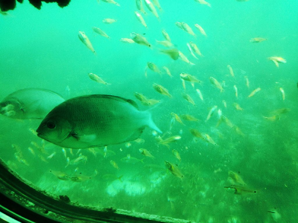 メジナ/かつうら海中公園海中展望塔(千葉県/勝浦市)