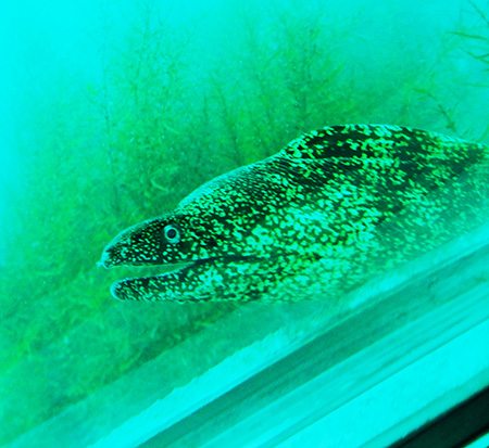 ウツボ/かつうら海中公園海中展望塔(千葉県/勝浦市)