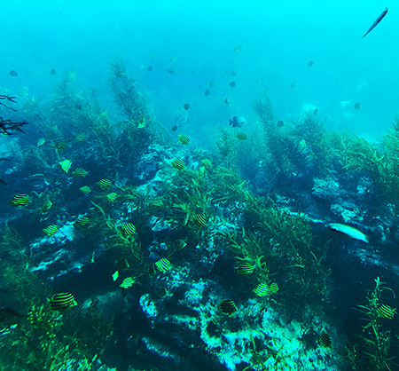 カゴカキダイの群れ/かつうら海中公園海中展望塔(千葉県/勝浦市)