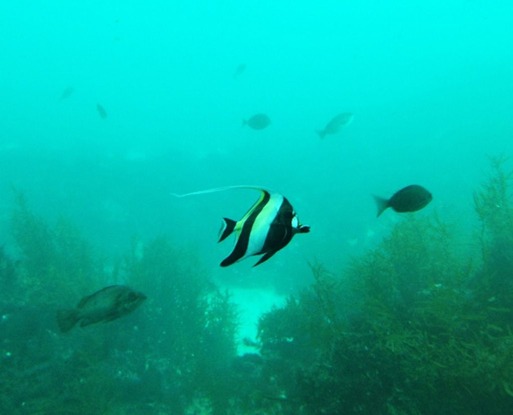 ツノダシ/かつうら海中公園海中展望塔(千葉県/勝浦市)