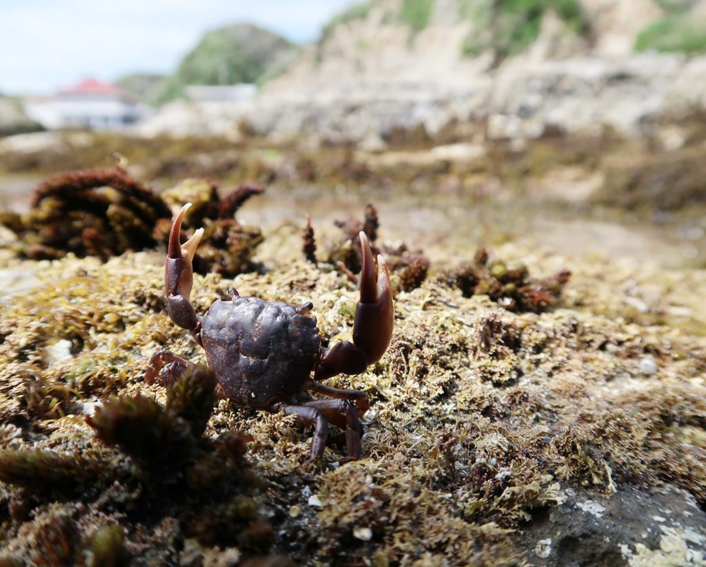 カニ/かつうら海中公園海中展望塔(千葉県/勝浦市)