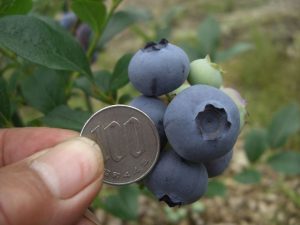 千葉県の夏の味覚&果物狩り！ブルーベリー狩り・とうもろこし狩りなど